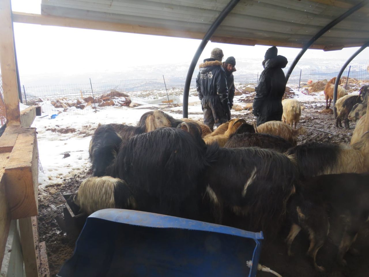 רמת מגרון (צילום: אלישע ירד)